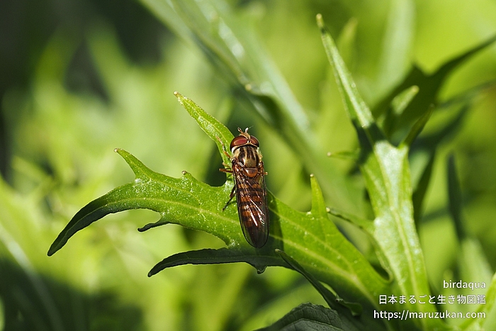 ホソヒラタアブ