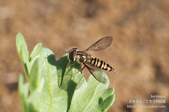 ホソヒラタアブ