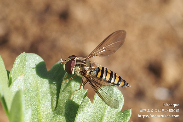 ホソヒラタアブ