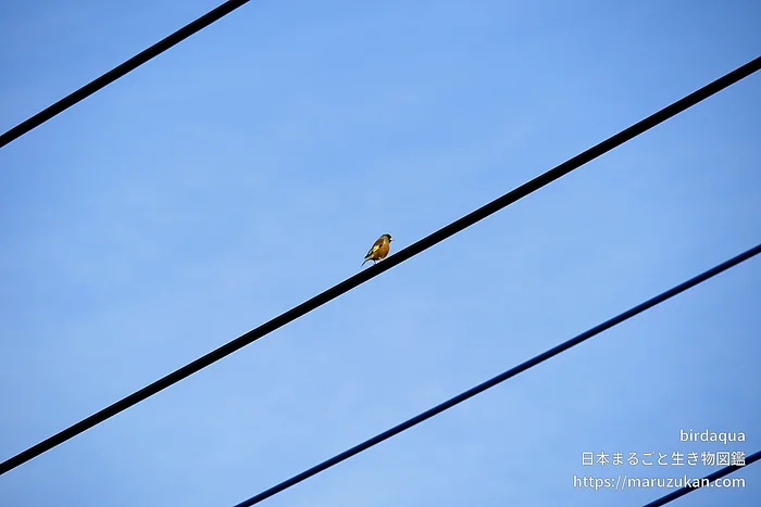 カワラヒワ（成体）の写真