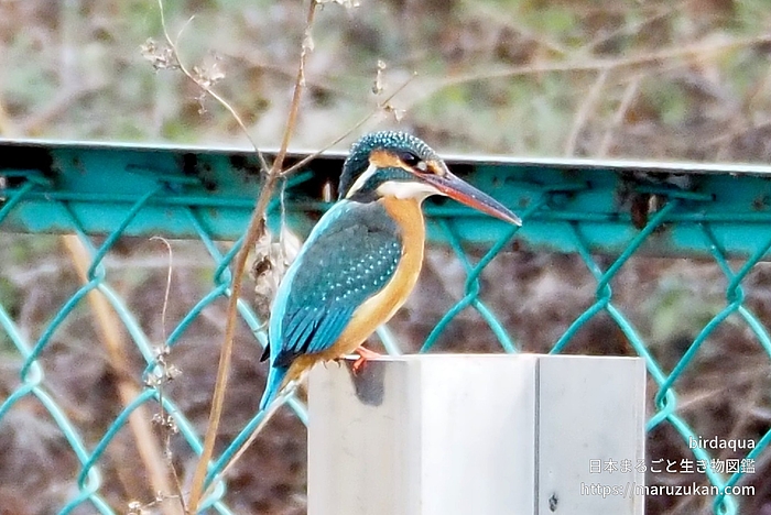カワセミ