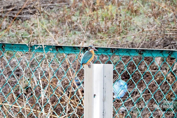 カワセミ