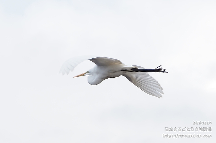 ダイサギ