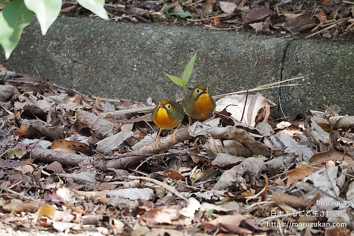 ソウシチョウ