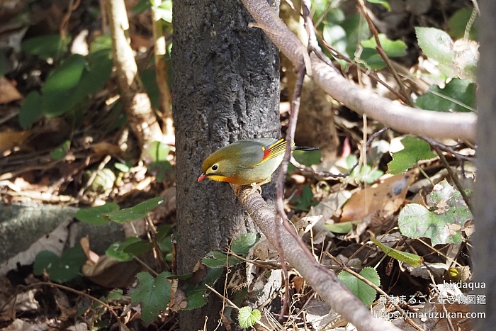 ソウシチョウ