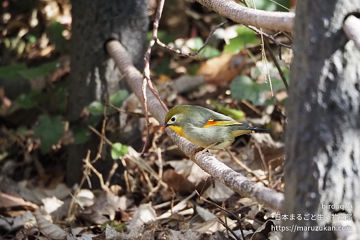 ソウシチョウ