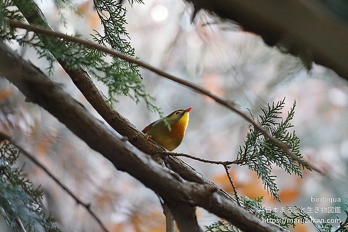 ソウシチョウ