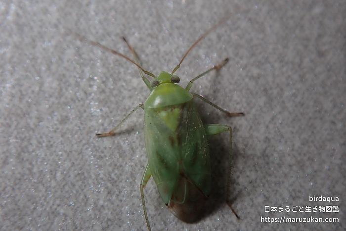ウスモンミドリカスミカメ