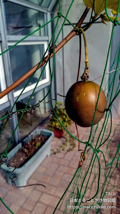 クダモノトケイソウ