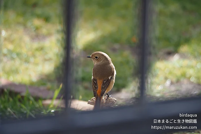 ジョウビタキの写真