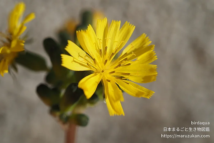 オニタビラコ（花）の写真