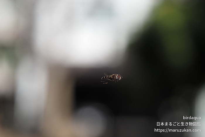 クロヒラタアブ属