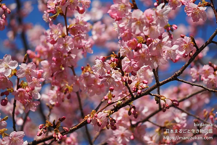 カワヅザクラ（花）の写真