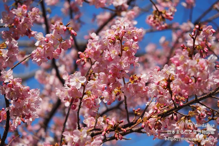 カワヅザクラ（花）の写真