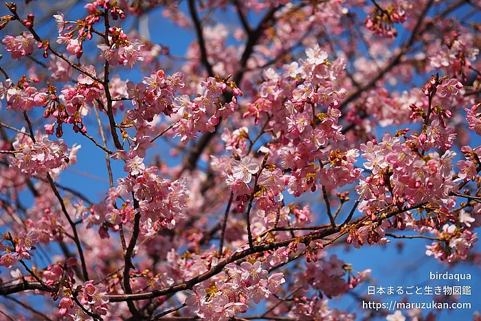 カワヅザクラ（花）の写真