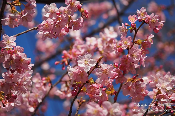 カワヅザクラ（花）の写真