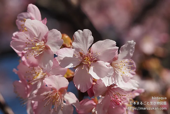 カワヅザクラ（花）の写真