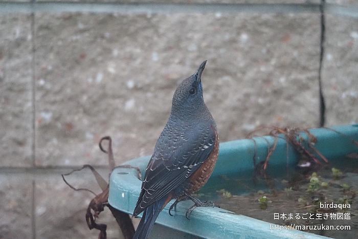 イソヒヨドリ