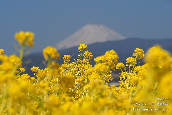 セイヨウアブラナ
