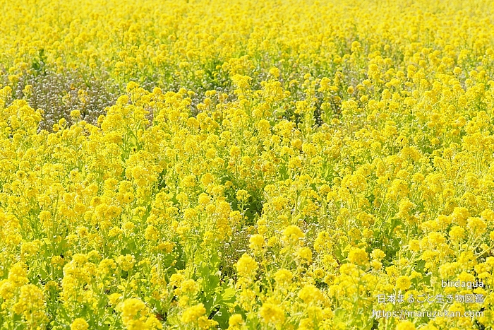セイヨウアブラナ