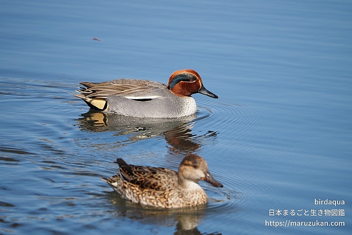 コガモ