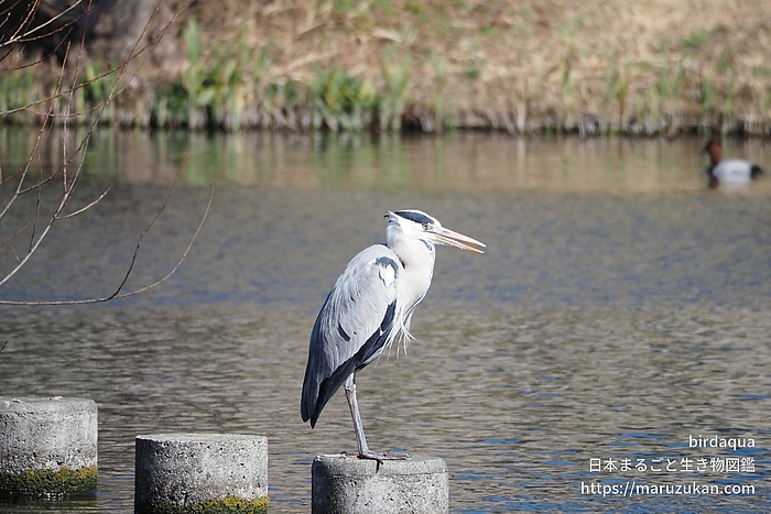 アオサギ