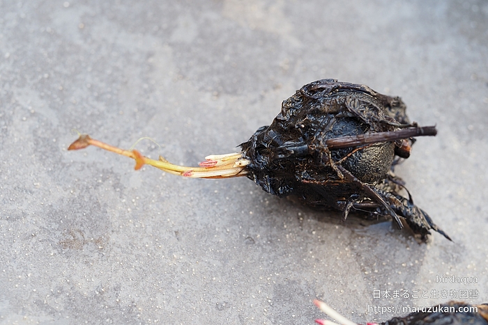 マイアミローズ