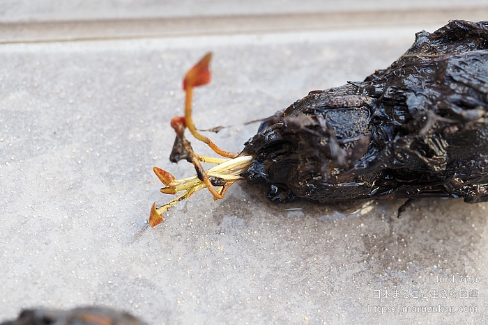 マイアミローズ