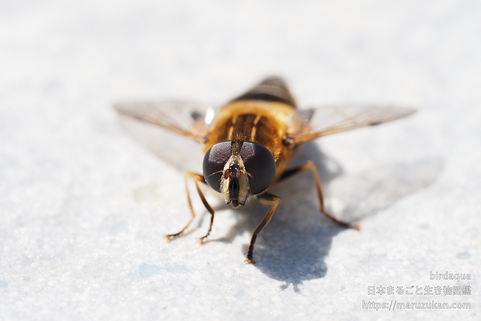 アシブトハナアブ