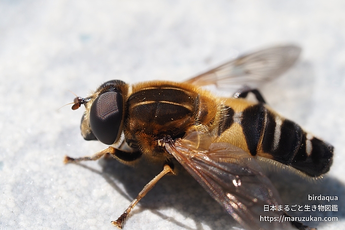 アシブトハナアブ