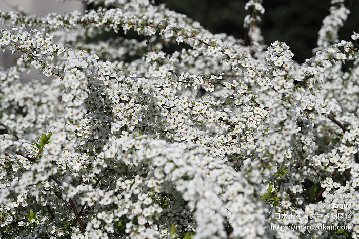 ユキヤナギ（花）の写真