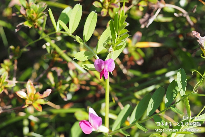 ヤハズエンドウ