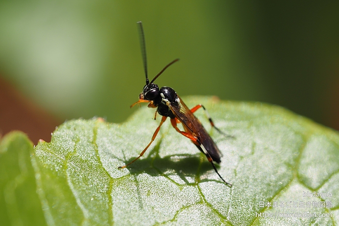 ハラアカアブヒメバチ