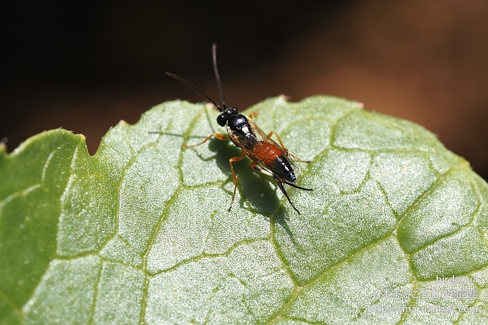 ハラアカアブヒメバチ