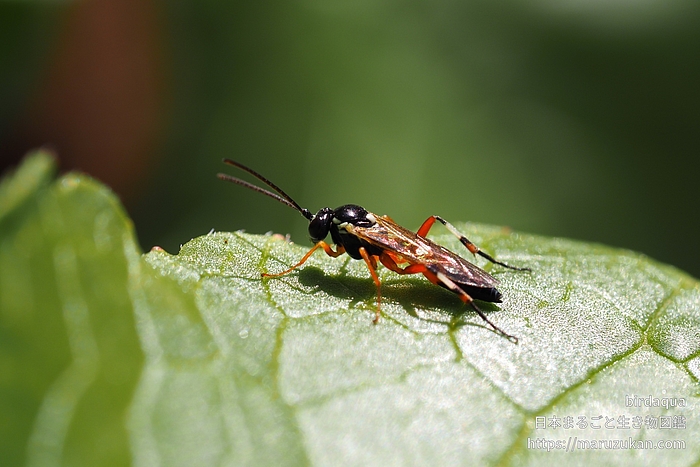 ハラアカアブヒメバチ