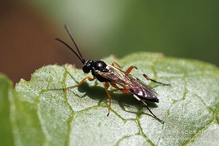 ハラアカアブヒメバチ