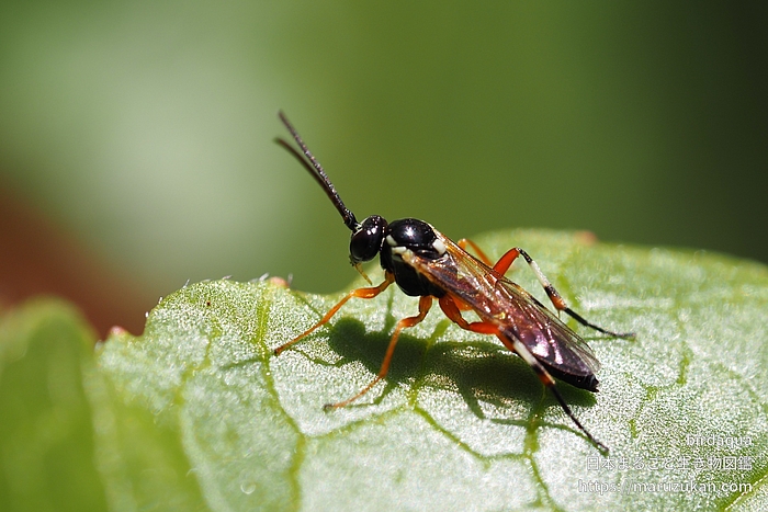 ハラアカアブヒメバチ
