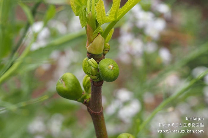 イチジク