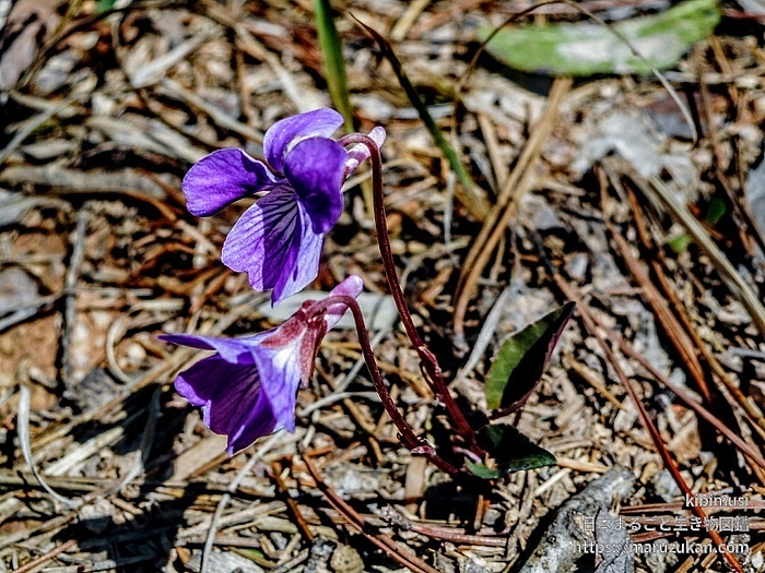 スミレ属の一種
