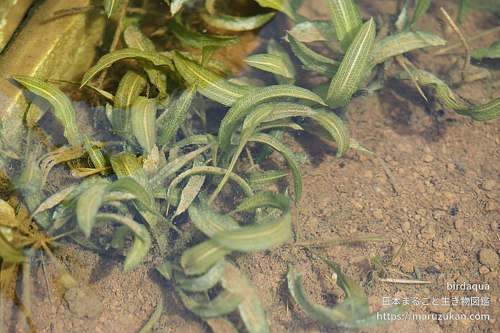 ササバモ