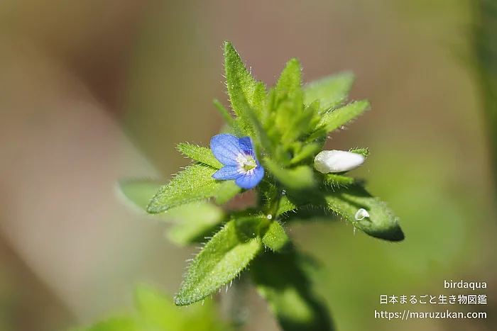 タチイヌノフグリ（花）の写真