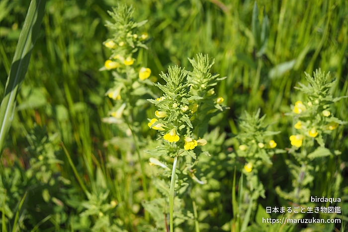 セイヨウヒキヨモギ