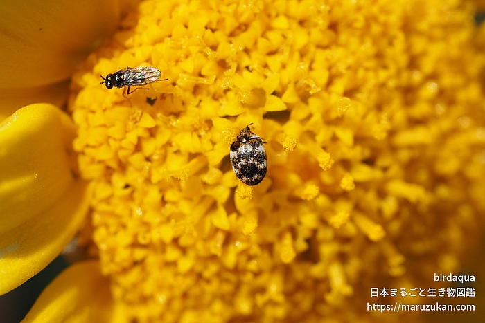 ヒメマルカツオブシムシ