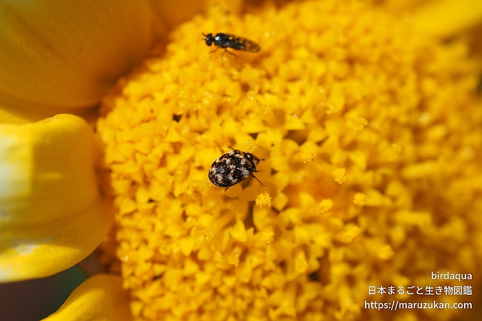 ヒメマルカツオブシムシ