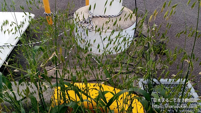カラスムギ（実・種子）の写真