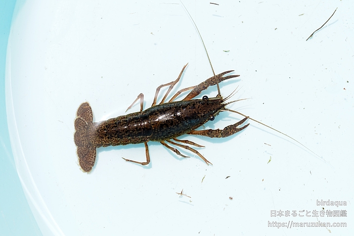 アメリカザリガニ