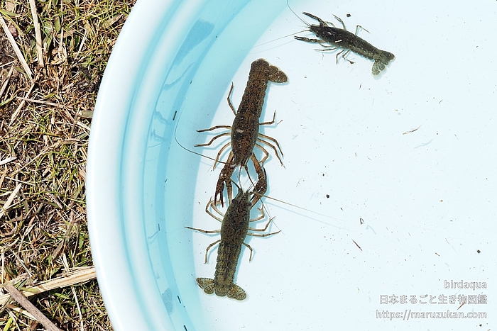 アメリカザリガニ