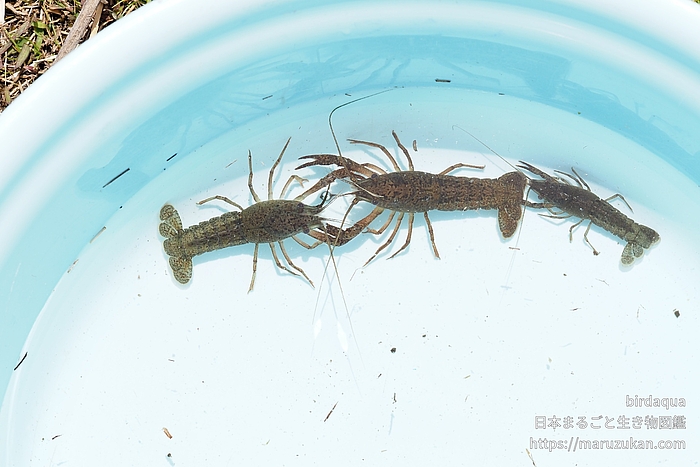 アメリカザリガニ
