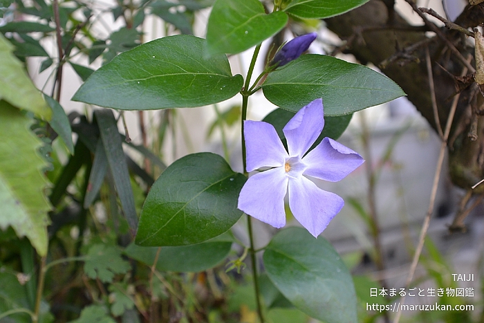 ツルニチニチソウ