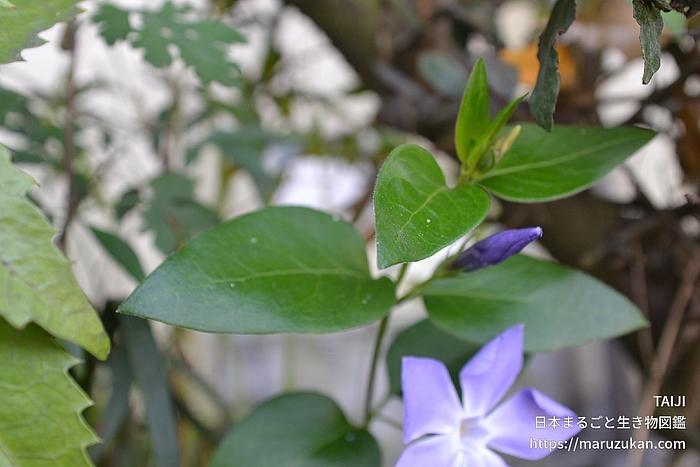 ツルニチニチソウ